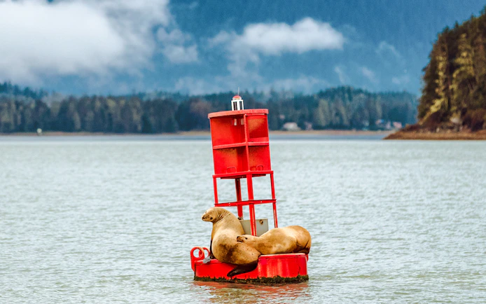Sea lions resting on a red buoy in the waters near Juneau.