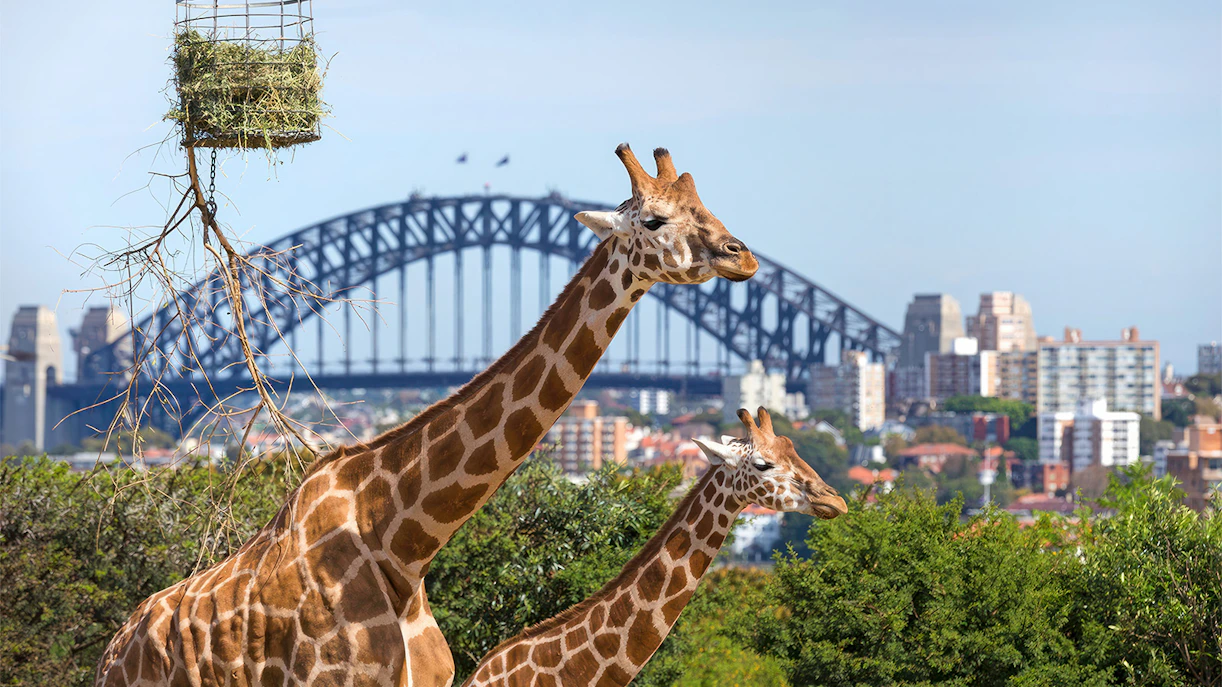 Plan your visit to Taronga Zoo