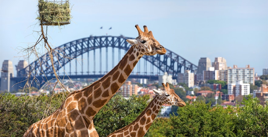 Zoo di Sydney