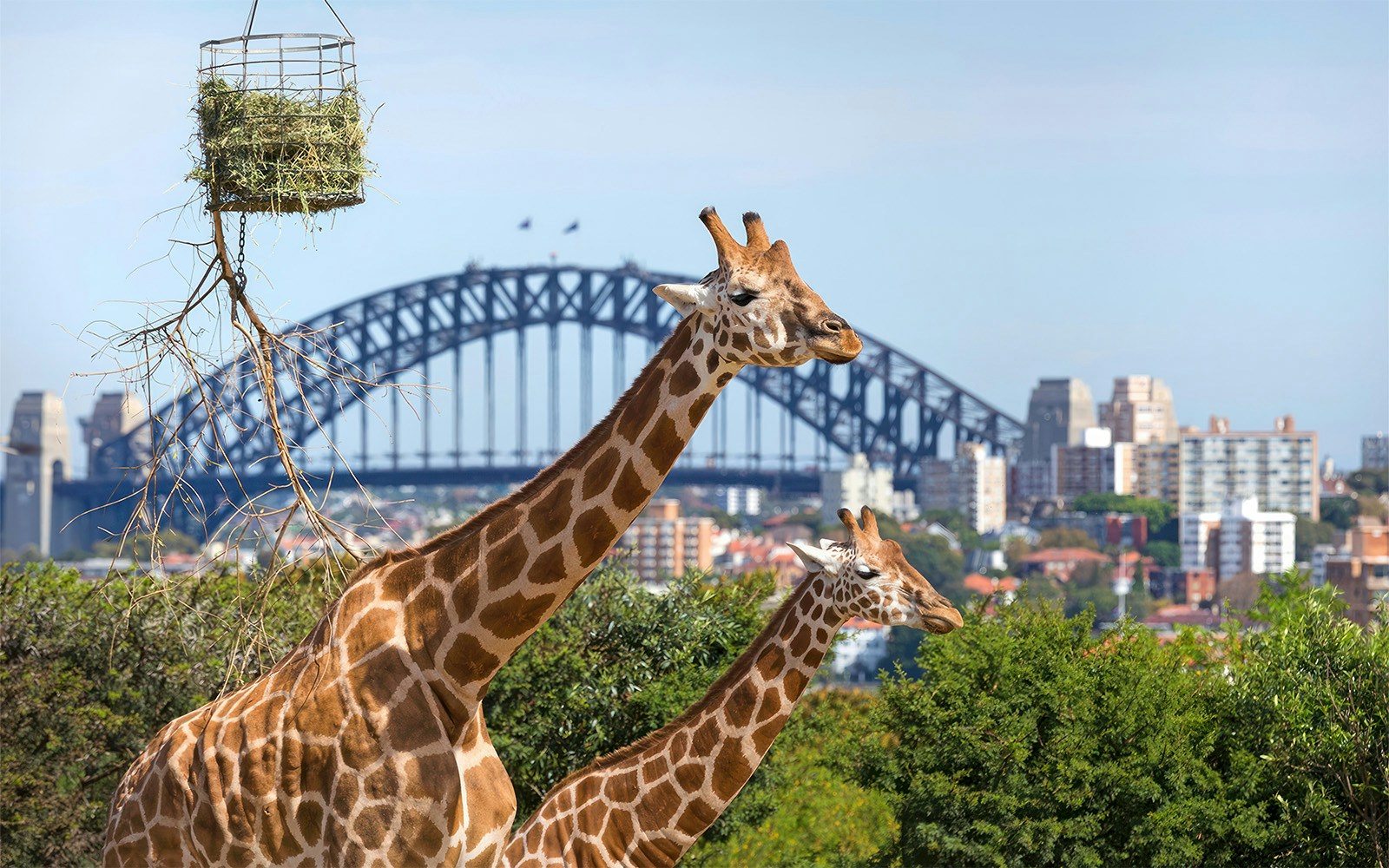 Giraffes at Taronga Zoo with Sydney skyline in the background.