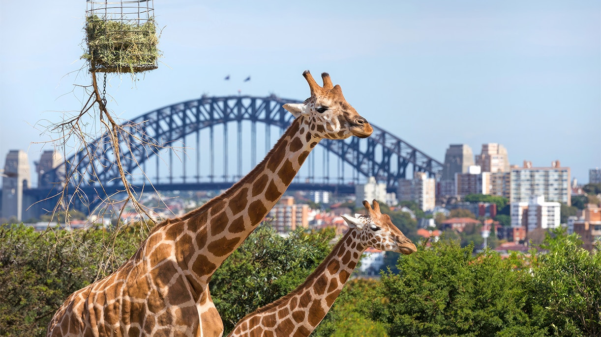 Plan your visit to Taronga Zoo