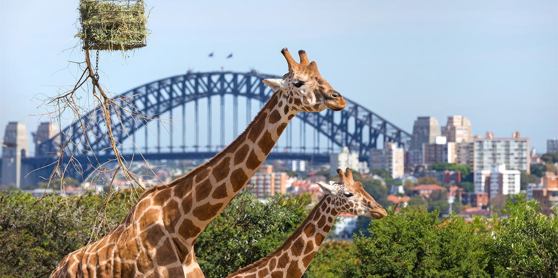Taronga Zoo Tickets