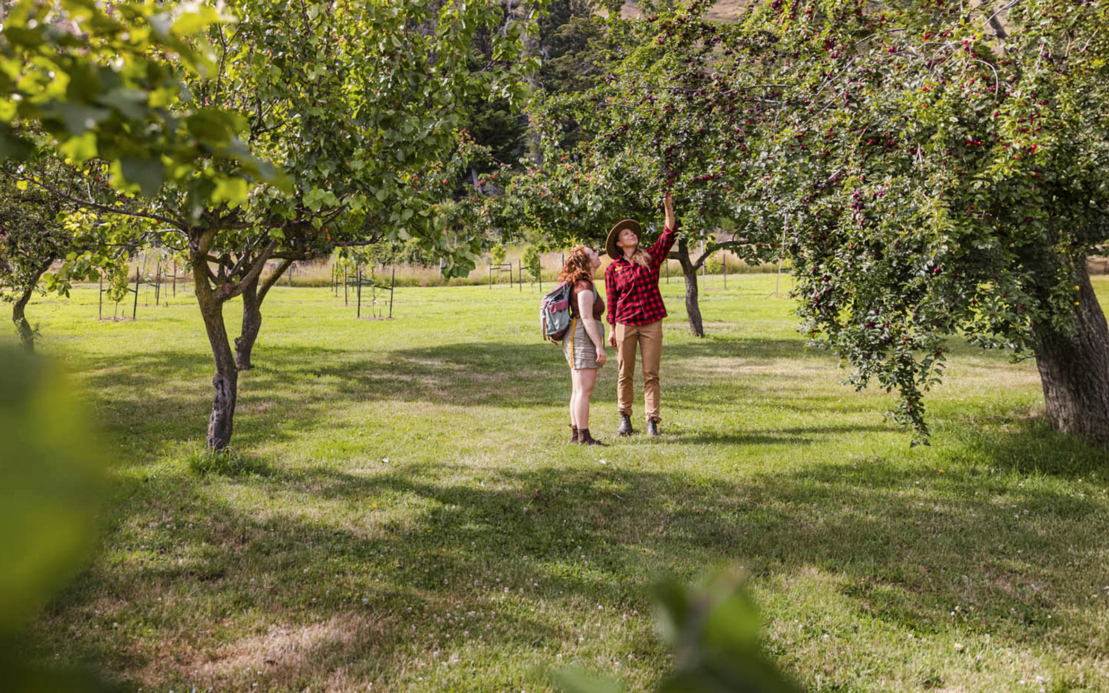 Tourists exploring orchard at Walter Peak High Country Farm.