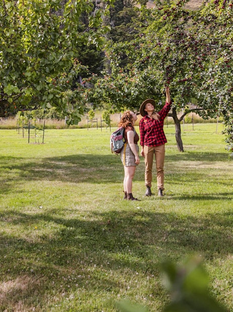 Tourists exploring orchard at Walter Peak High Country Farm.