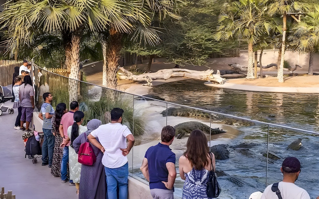 Visitors observing crocodiles at Dubai Crocodile Park behind a glass barrier.