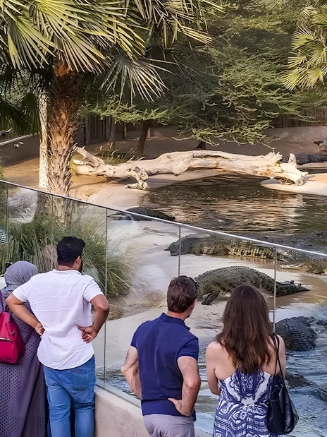 Visitors observing crocodiles at Dubai Crocodile Park behind a glass barrier.