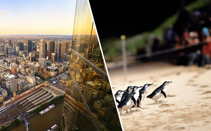Melbourne cityscape from Eureka Tower and penguins at Phillip Island beach.