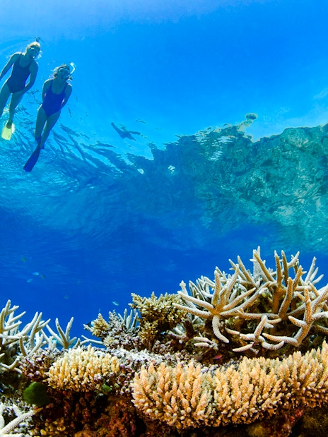 Tourists snorkeling above coral reef in Whitsundays, Australia.