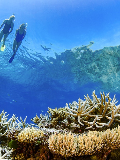 Tourists snorkeling above coral reef in Whitsundays, Australia.