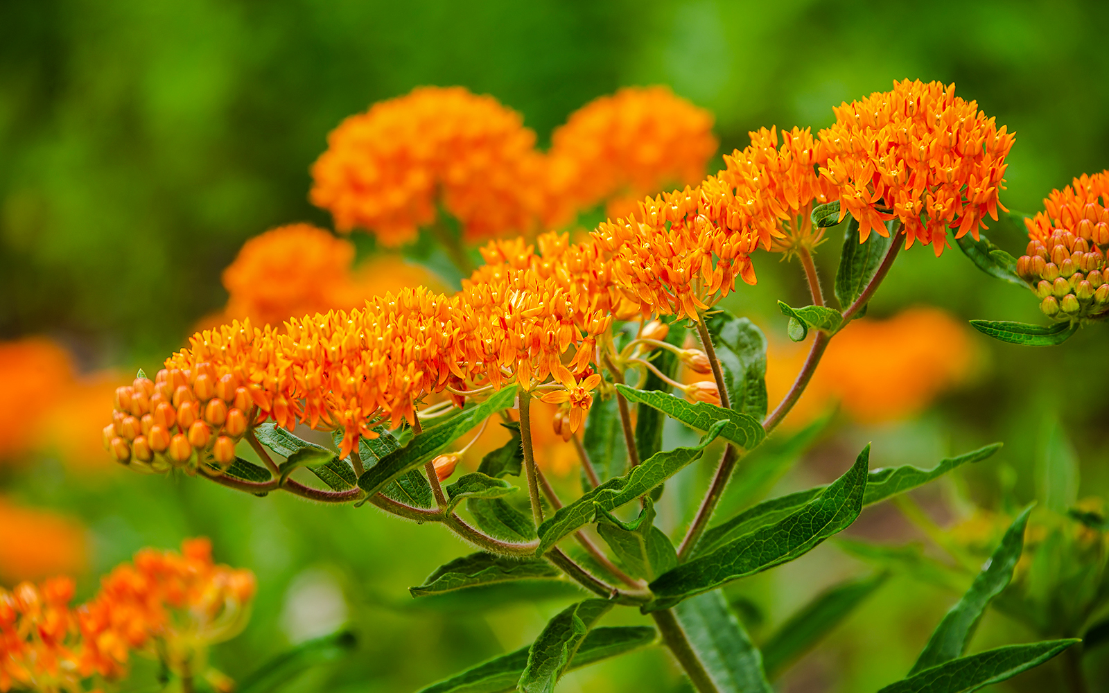 Butterfly weed (Asclepias tuberosa) with vibrant orange blooms in a garden setting.