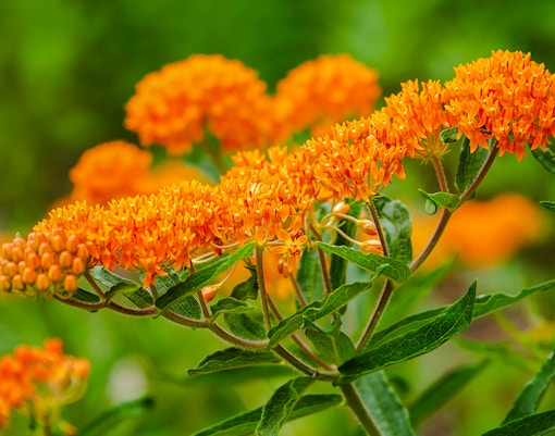 Butterfly weed (Asclepias tuberosa) with vibrant orange blooms in a garden setting.