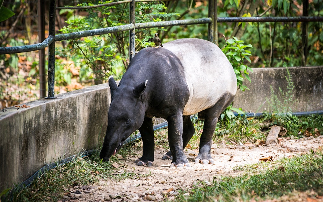 Tapir grazing at Zoo Negara, Malaysia.