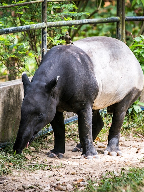 Tapir grazing at Zoo Negara, Malaysia.