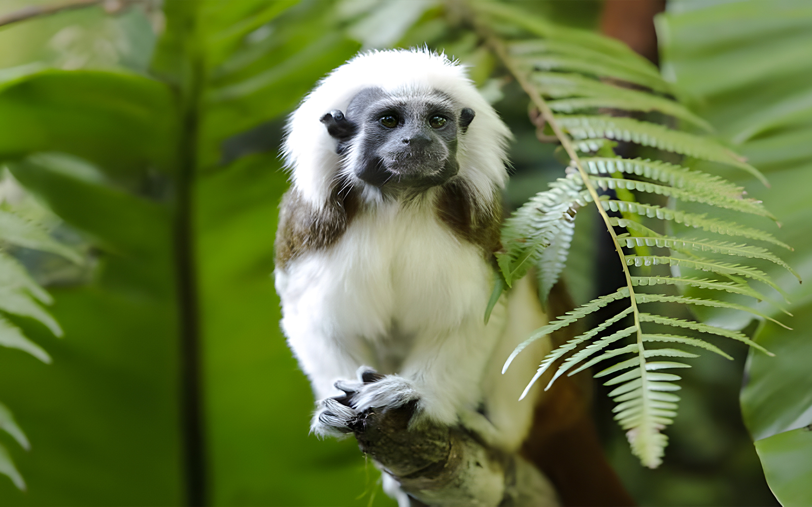 Singapore Zoo