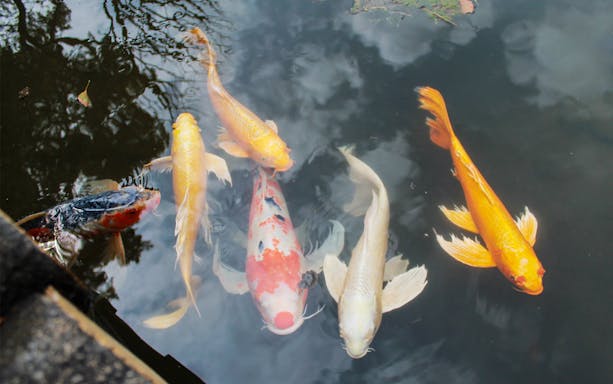 Koi fish swimming in a pond at the Imperial Palace gardens.