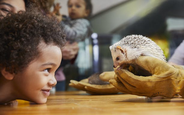 Child observing a hedgehog at a Boston museum exhibit, part of Boston CityPASS®.