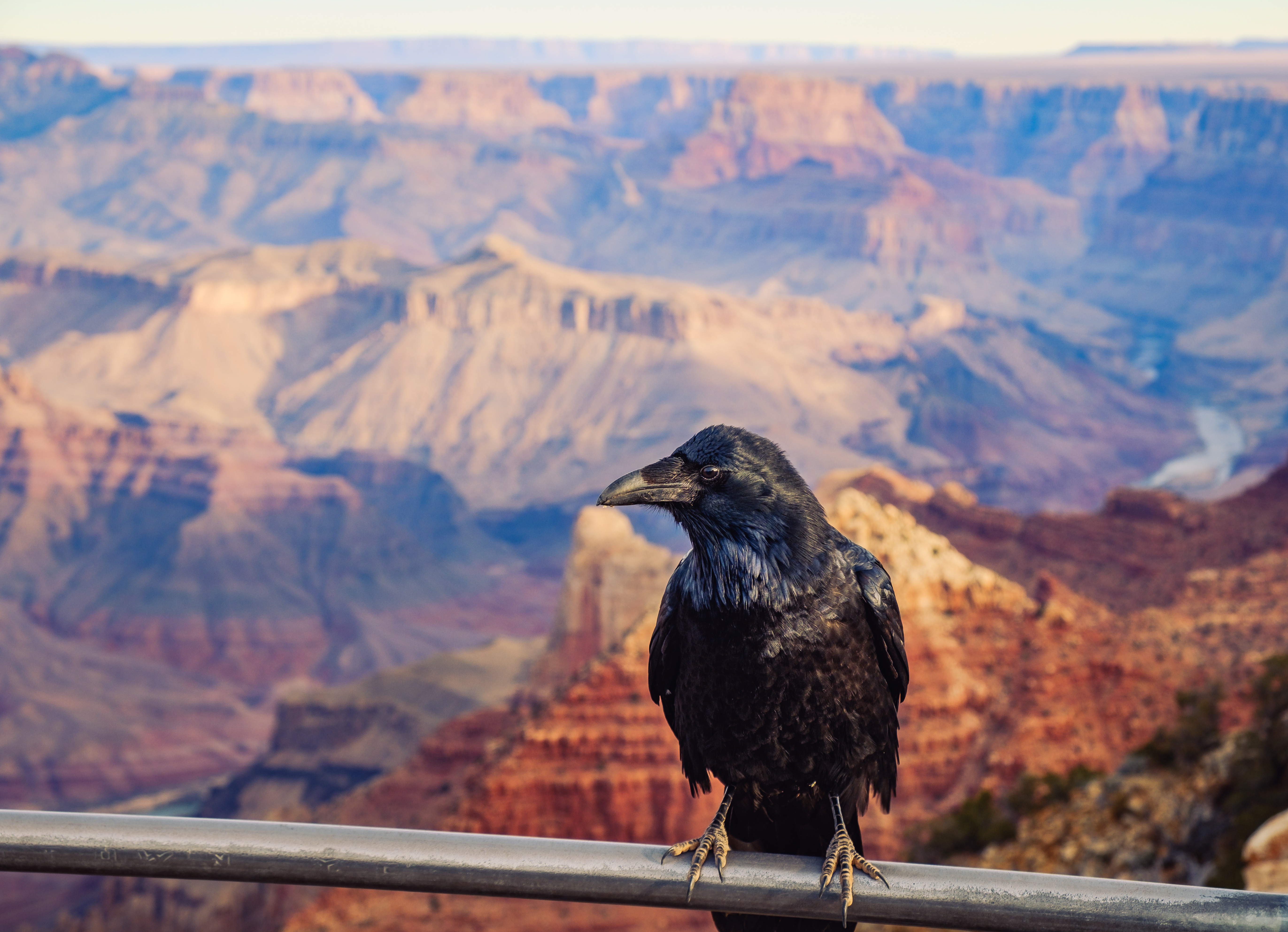 Black raven perched on a rock with the Grand Canyon in the background, USA.