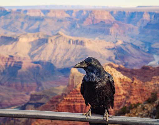Black raven perched on a rock with the Grand Canyon in the background, USA.
