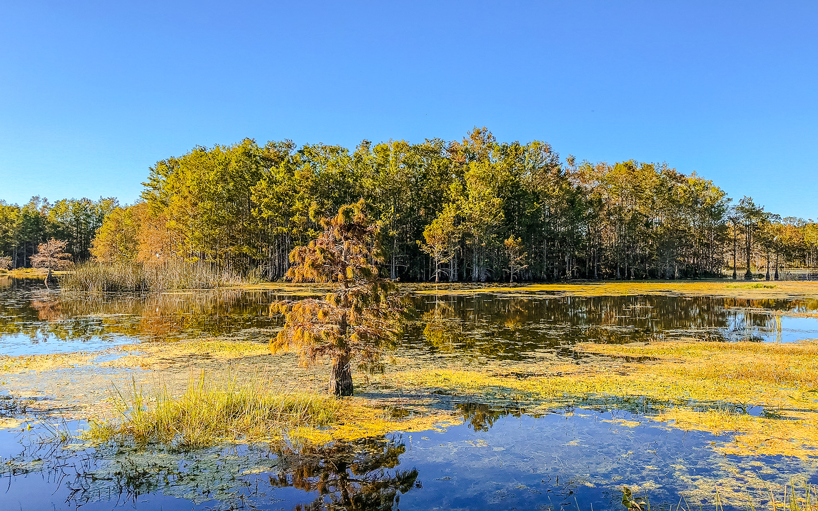 Cypress domes in the Everglades with surrounding water and trees.