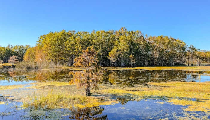 Cypress domes in the Everglades with surrounding water and trees.