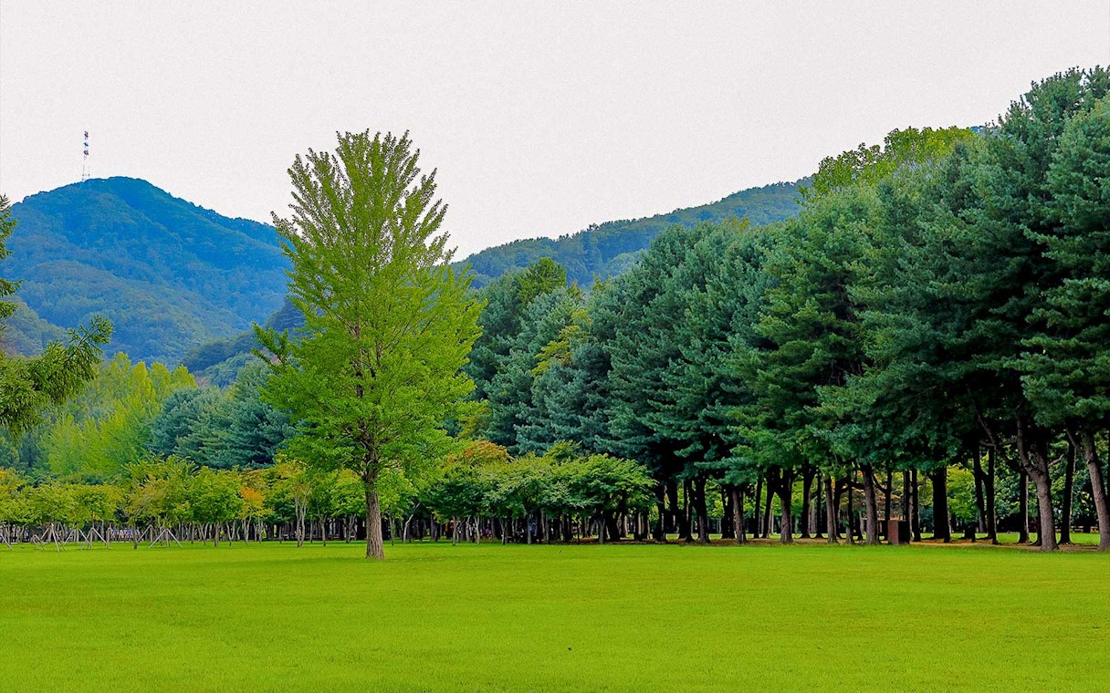Nami Island lush green landscape with distant mountains in Gapyeong, South Korea.