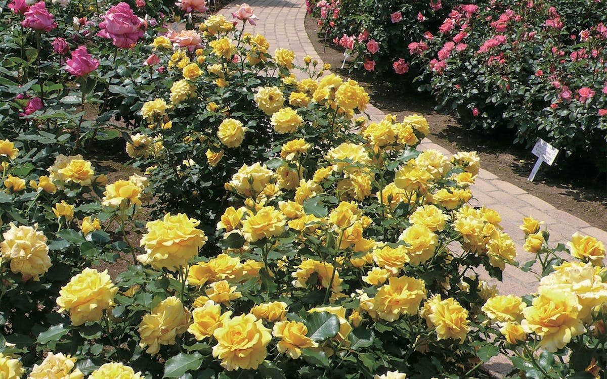tickets to ashikaga flower park-7 tickets to ashikaga flower park-7