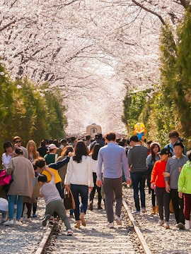 Crowd walking under cherry blossoms along a railway in South Korea.