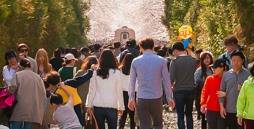 Тур "Цветение сакуры