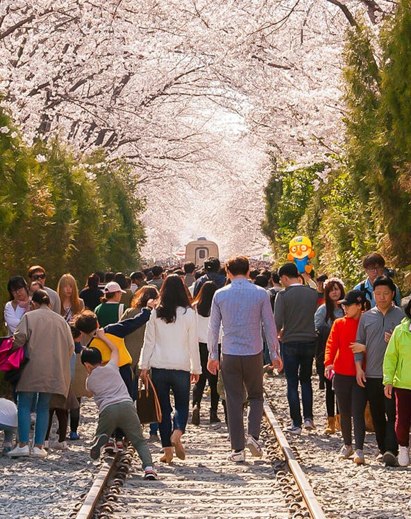 Crowd walking under cherry blossoms along a railway in South Korea.