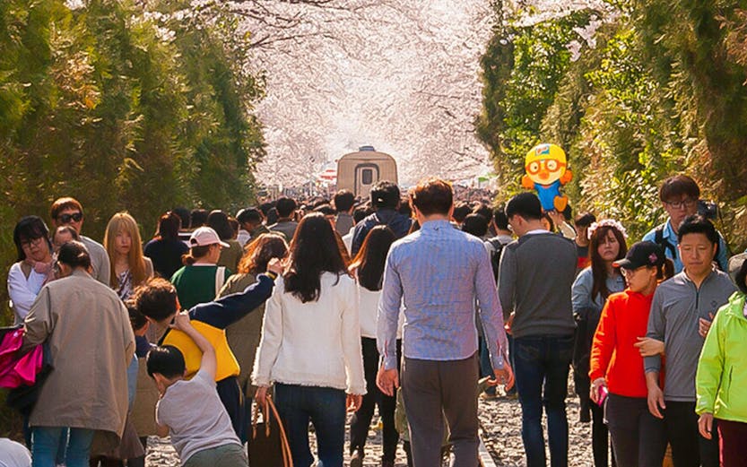 Crowd walking under cherry blossoms along a railway in South Korea.