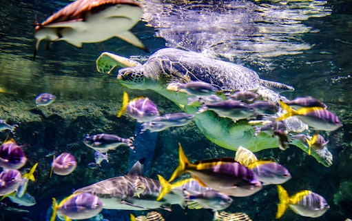 Sea turtle swimming among colorful fish at Sea Life Brighton aquarium.