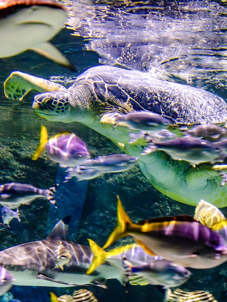 Sea turtle swimming among colorful fish at Sea Life Brighton aquarium.