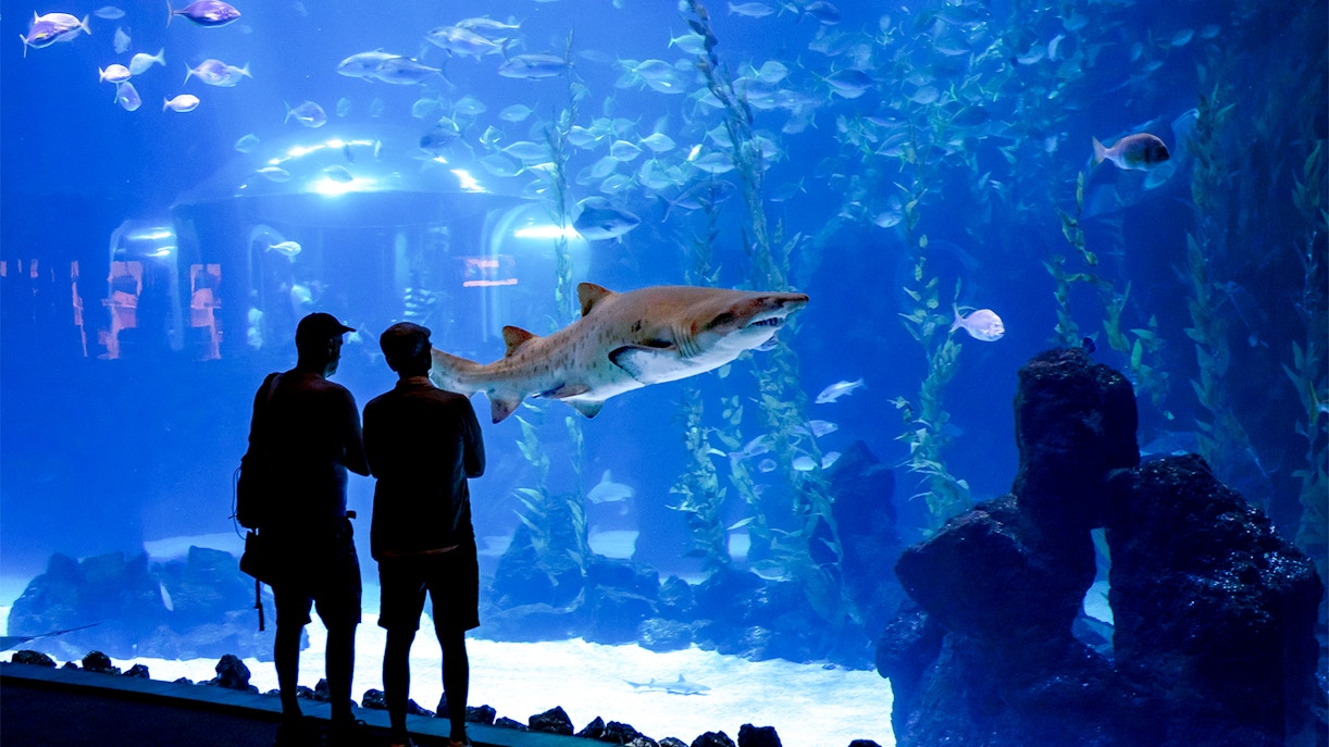 Why visit Poema del Mar in Las Palmas?