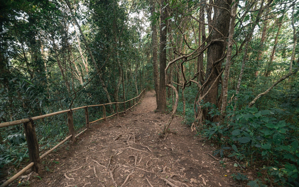Pathway through lush forest at Pha Dok Siew Waterfall, Chiang Mai.