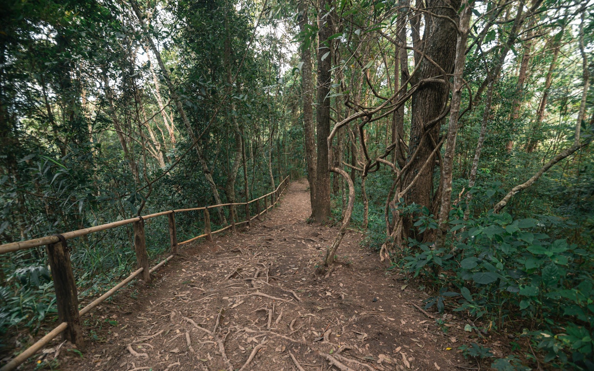 Pathway through lush forest at Pha Dok Siew Waterfall, Chiang Mai.