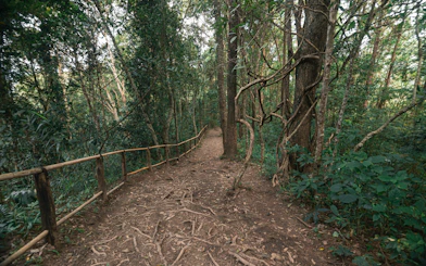 Pathway through lush forest at Pha Dok Siew Waterfall, Chiang Mai.