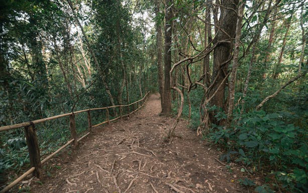 Pathway through lush forest at Pha Dok Siew Waterfall, Chiang Mai.