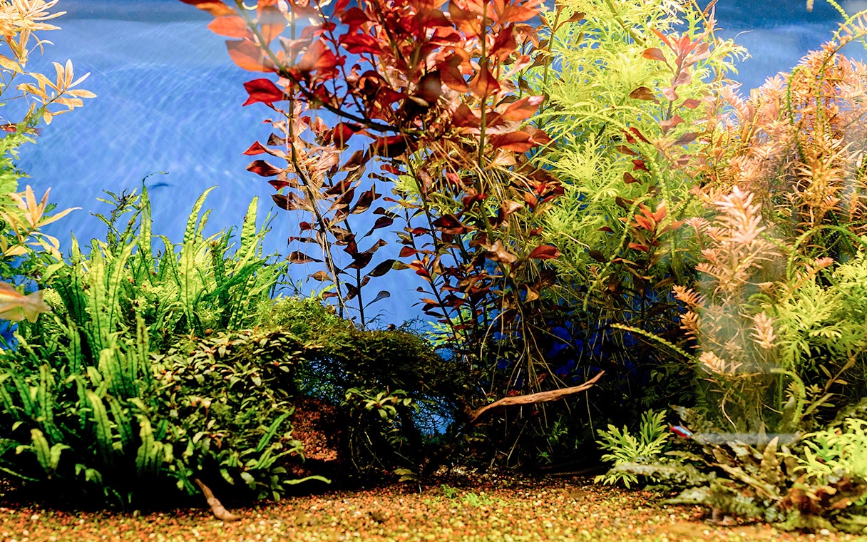 Underwater forest exhibit by Takashi Amano at Oceanarium, featuring diverse aquatic plants.