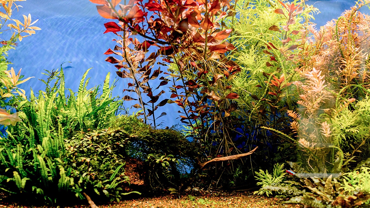 Underwater forest exhibit by Takashi Amano at Oceanarium, featuring diverse aquatic plants.