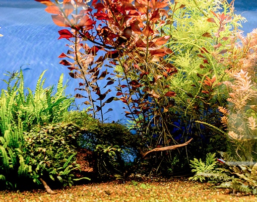 Underwater forest exhibit by Takashi Amano at Oceanarium, featuring diverse aquatic plants.
