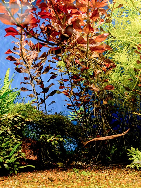 Underwater forest exhibit by Takashi Amano at Oceanarium, featuring diverse aquatic plants.