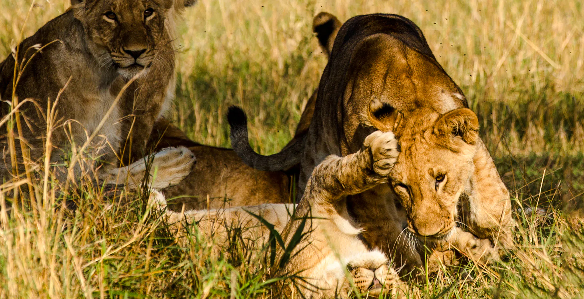 Lions playing in the grass during a Maasai Mara safari, Nairobi.