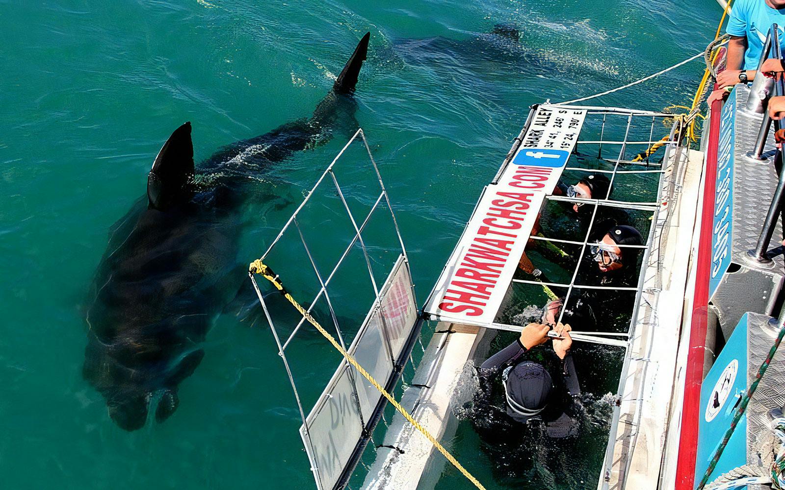 Tourists in cage observing shark underwater in South Africa.