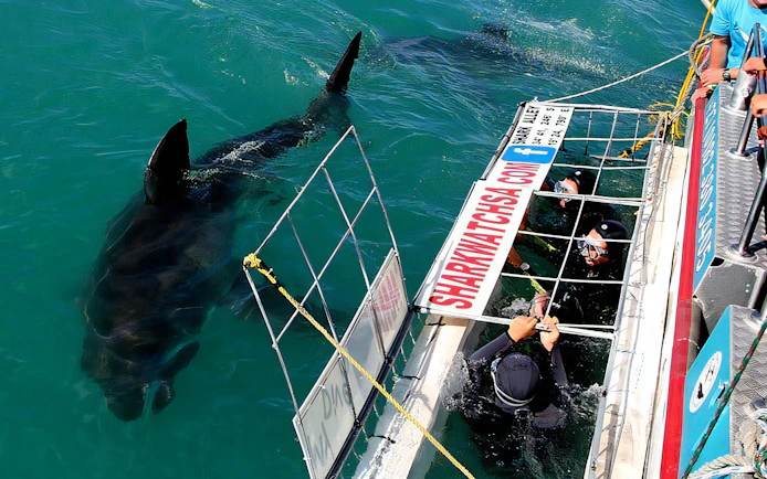 Tourists in cage observing shark underwater in South Africa.