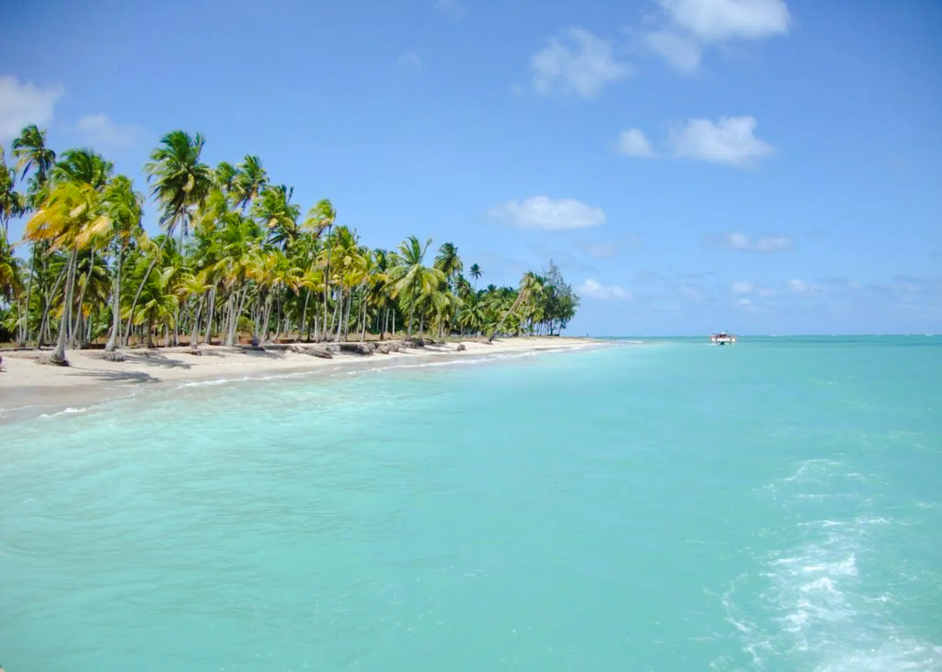 Maragogi beach with palm trees and turquoise water, Maceió tour, Brazil.