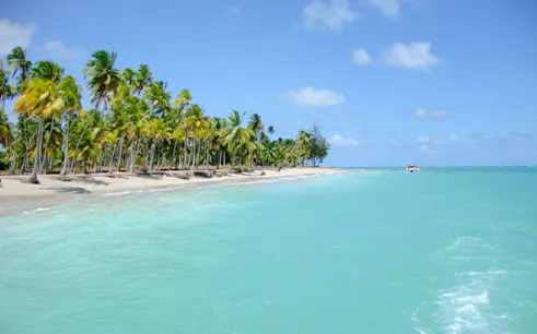 Maragogi beach with palm trees and turquoise water, Maceió tour, Brazil.