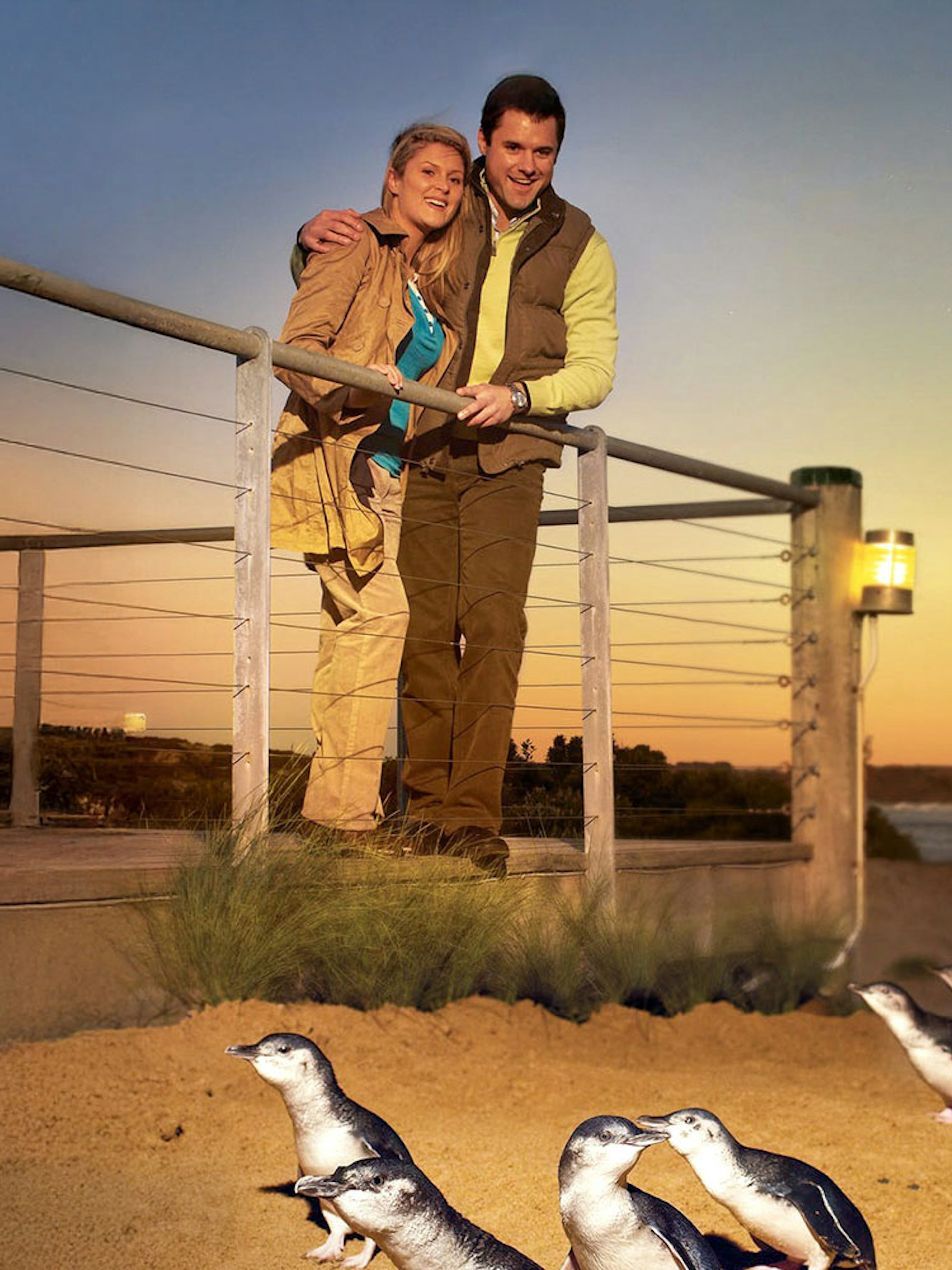 Guests observing penguins at sunset on Phillip Island.