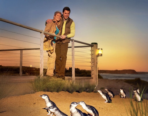 Guests observing penguins at sunset on Phillip Island.