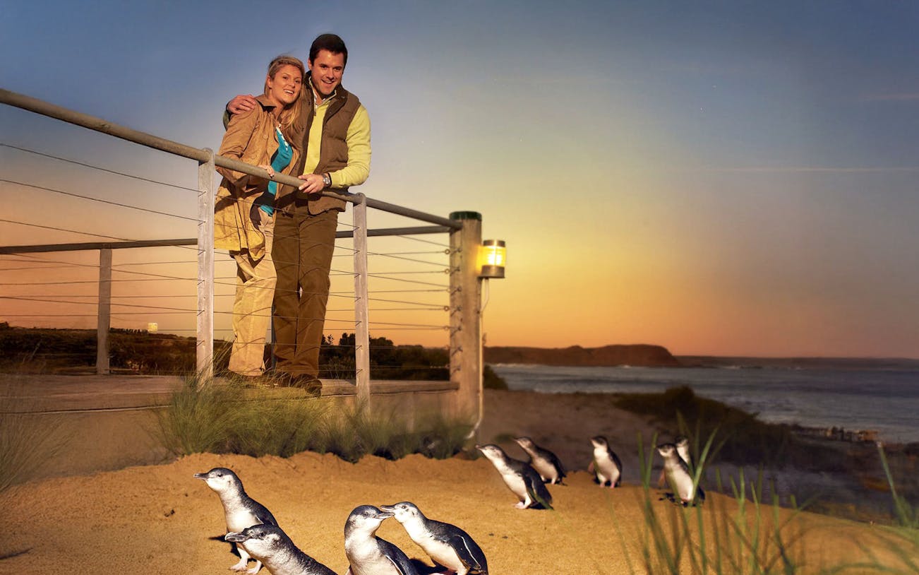 Penguins interacting with visitors at Phillip Island, Australia.