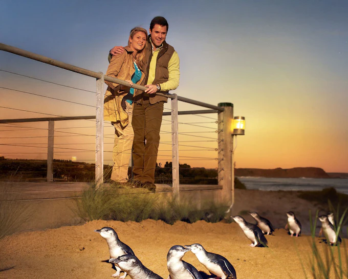 From Melbourne: Phillip Island Penguin Parade Afternoon Guided Tour